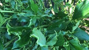 Вирус на пионах