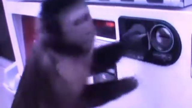 animali divertenti (смешные животные) 4 смотреть онлайн