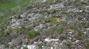 Трава горная березка