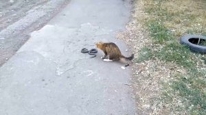 Кот против змеи
