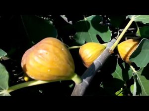 неФИГовый вторник. 16фев. Саженцы инжира. Выращивание инжира, полив, обрезка инжира, укрытие инжира.