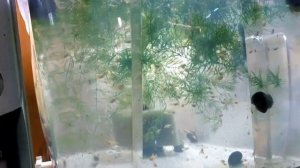 Пересадка мальков из разных аквариумов в один большой аквариум без ГРЯЗИ