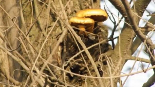 Нинель Лоу Вальс Леди Осень / Игорь Савостин смотреть онлайн