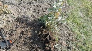 Размножение малины корнем. Квелли, Энросадира, Маравилла