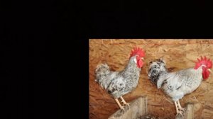 Порода кур Барковская Барвистая.