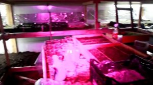 Дополнительное освещение в теплице.