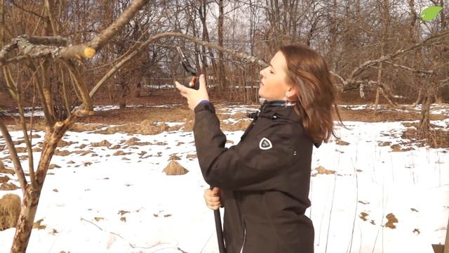 Обрезка плодовых деревьев весной