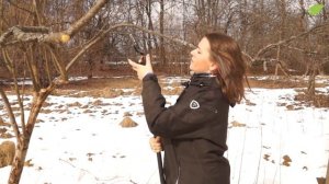 Обрезка плодовых деревьев весной