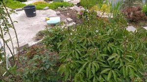 Цветение яблони Роял бьюти, баданов, флокса.