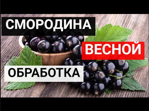 Чёрная смородина даст обильный урожай крупных ягод. Как получить ведро смородины с куста