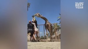 Приколы с животными 001