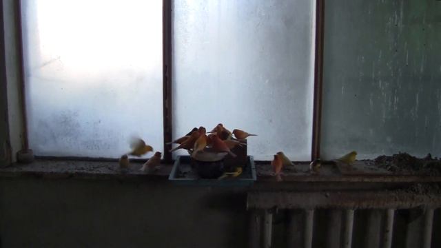 Как зимует певчая птица 08.12.2020 года. смотреть онлайн