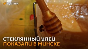 Стеклянный улей, полный пчел, показали в Минске