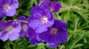 «Утончённая луговая Герань»