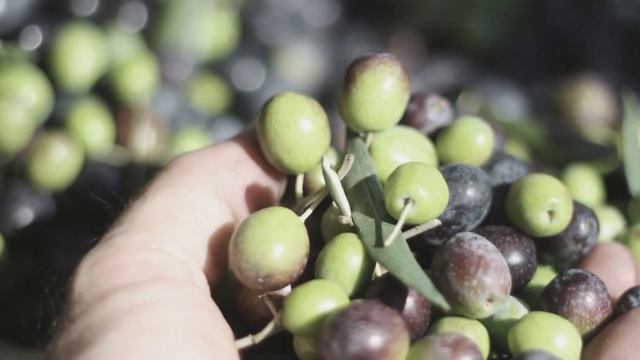 Оливки или маслины — ЧТО ПОЛЕЗНЕЕ? смотреть онлайн