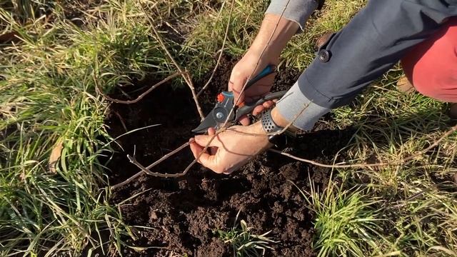 Весенняя обрезка метельчатой гортензии (ванилла фрейз)