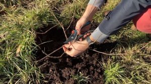 Весенняя обрезка метельчатой гортензии (ванилла фрейз)