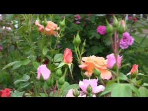 Пройдемте в сад, я покажу Вас розам.  Дачные картинки 2020.