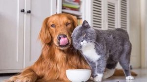 Можно ли кормить кошку собачьим кормом — влажным или сухим и в чем отличие