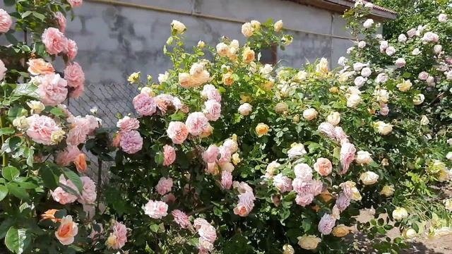 НАШ РОЗАРИЙ, цветение шрабов и плетистых роз / Our rose garden ROZI MIRA смотреть онлайн
