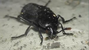 ИНСЕКТАРИЙ: 122. Трупоед Чёрный (Necrodes littoralis)