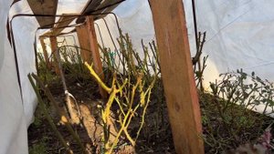 Завершающий этап укрытия роз — спанбондом ✅