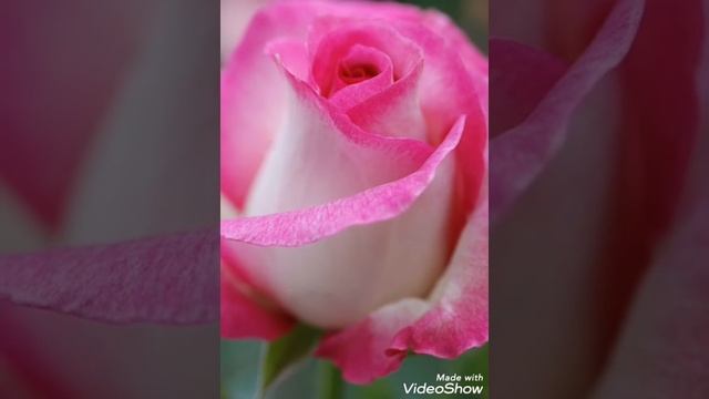 Наталья Правдина