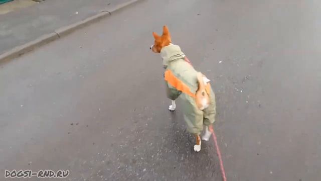 Независимая Джоли, Галантный Лео и Весенняя Зима. Шпиц & Басенджи, прогулка 6.01.2022 смотреть онлайн