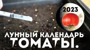 +20% к урожая томатов при посадке в эти даты! Помидоры на рассаду в 2023 году по лунному календарю.