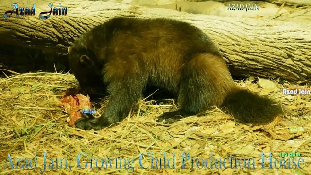 Wolverine Animal Eating Food Video || Animal Eating Food Video at Singapore Zoo | Wolverine Feeding смотреть онлайн