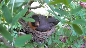 2021 May 31 Mama robin brooding her eggs . . . . Ripley, Ontario Canada AtHomeFriendlyTecGuy