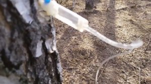 Сбор березового сока 2022