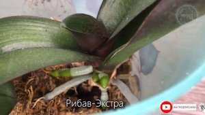 1 Капля Этого и Корни Прут у Любого Черенка! Оживают Все Комнатные Цветы и Растения!