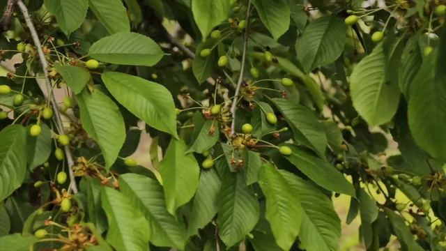 Основные работы в саду и огороде в начале июня. Что обязательно нужно сделать для хорошего урожая? смотреть онлайн
