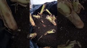 Клубни канн ушли на зимнее хранение.Условия качественной зимовки.