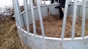 Кормушка для КРС.