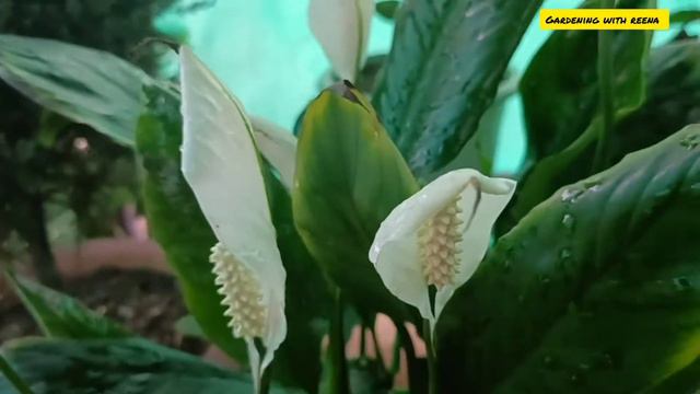 Peace lily Repotting & its Care tips for heavy flowering //Must Have Hardy Plants