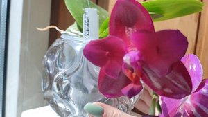 Phal. Mituo King бабочка 👑 🦋