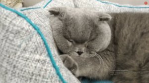 GidroMaster- Обзор на моего кота Васю