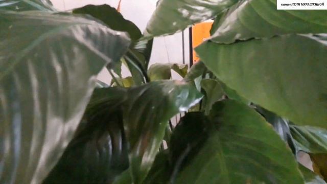 Видеоответ на вопрос о посадке СПАТИФИЛЛУМА. смотреть онлайн