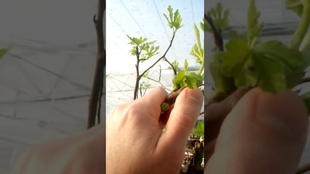 Инжир,смоковница