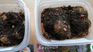 Бегония из клубней #Бегония