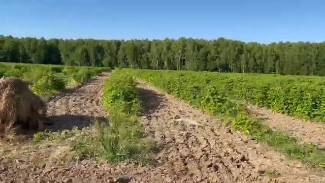 Продается готовый бизнес - участок с малиной площадью 1 Га. смотреть онлайн