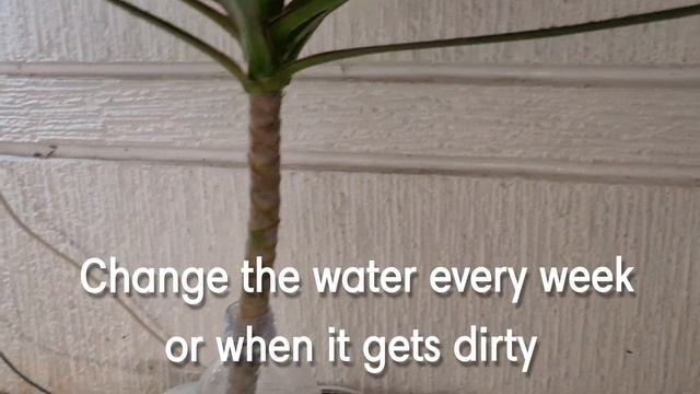 PRUNING & PROPAGATING DRACAENA MARGINATA (DRAGON PLANT) смотреть онлайн