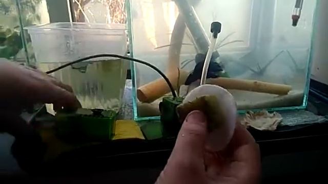 что делать если мутная вода в аквариуме смотреть онлайн