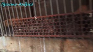 НУТРИЯ ПОЧЕМУ КИДАЕТСЯ НА ЧЕЛОВЕКА