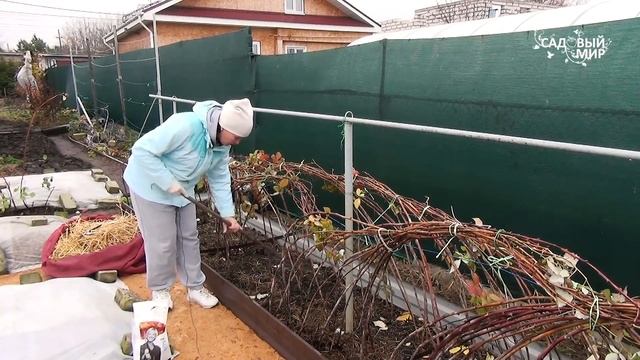 КРУПНЫЙ УРОЖАЙ МАЛИНЫ ГАРАНТИРОВАН. Готовить малину к зиме только так!