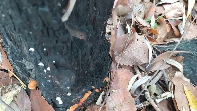 За зимним опенком в начале ноября. Фламмулина бархатистоноговая. смотреть онлайн