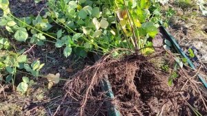 ежевика Тройная Корона пересадка взрослого куста 2