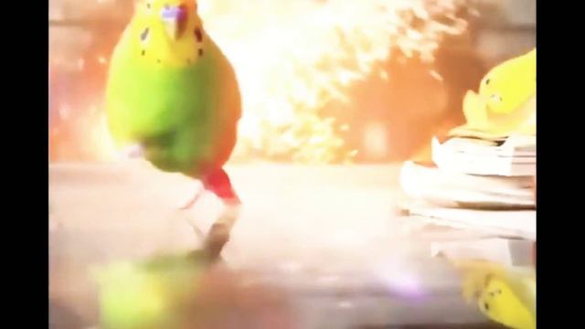 Попугай эпично убегает Под музыку DEJA VU смотреть онлайн